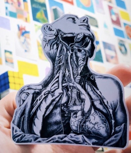 Medical (Anatomy) Sticker